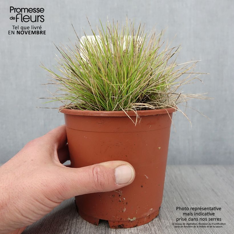 Spécimen de Fetuque, Festuca glauca Golden Toupee Pot de 1L/1,5L tel que livré en automne