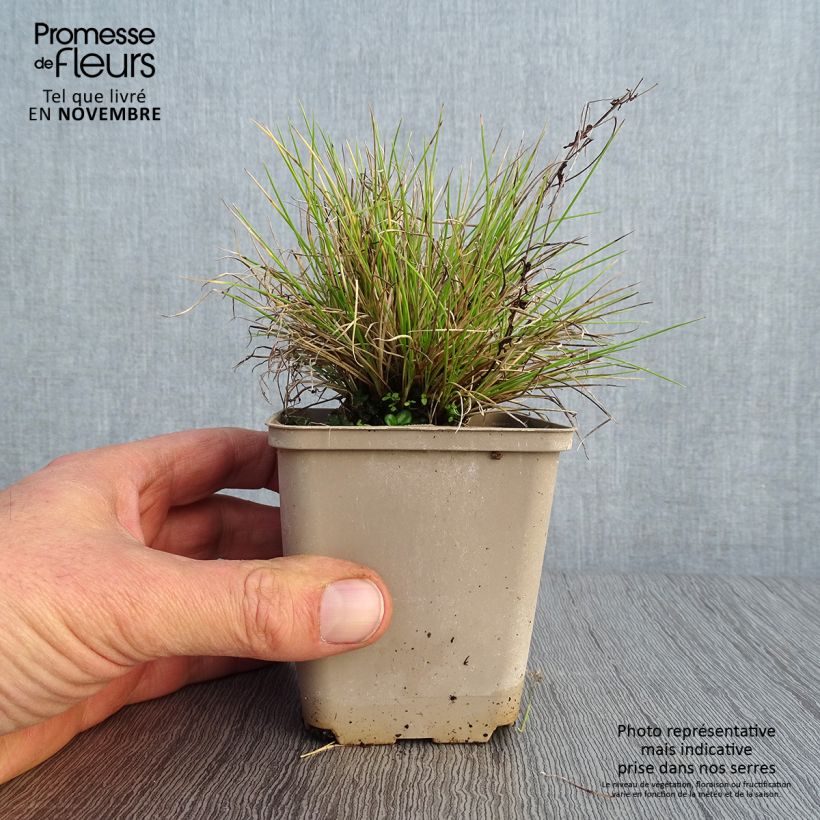Spécimen de Fetuque, Festuca glauca Golden Toupee Godet de 8/9 cm tel que livré en automne