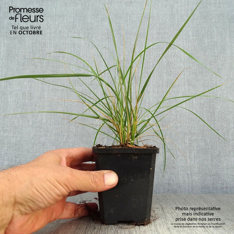 Spécimen de Fétuque - Festuca mairei Godet de 8/9 cm tel que livré en automne