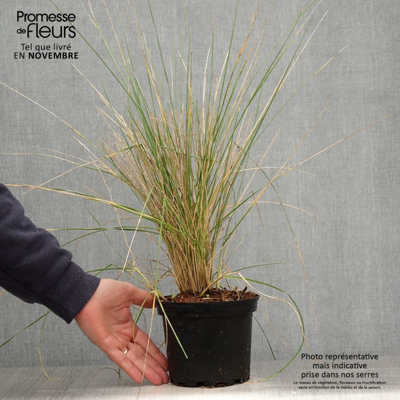 Spécimen de Fétuque - Festuca mairei Pot de 2L/3L tel que livré en automne
