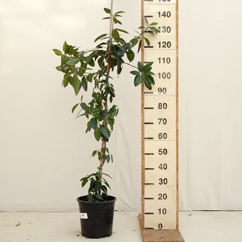 Spécimen de Ficus rubiginosa Australis - Figuier de Port Jackson Pot de 7,5L/10L tel que livré en automne