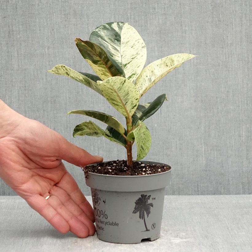 Spécimen de Ficus Shivereana - Caoutchouc panaché Pot de 12 cm / 13 cm tel que livré au printemps