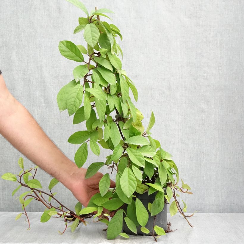 Spécimen de Ficus tikoua - Figuier des guêpes                           Pot de 2L/3L tel que livré en été