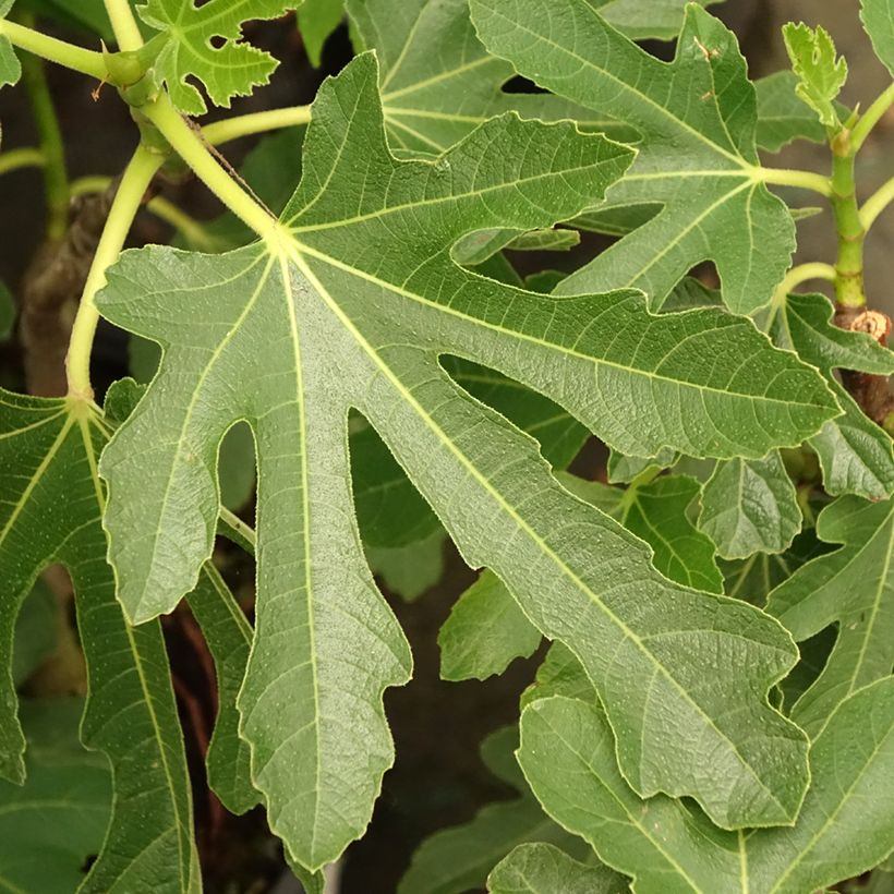 Figuier Bornholm's Diamant - Ficus carica (Feuillage)