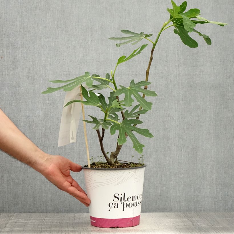 Spécimen de Figuier Bornholm's Diamant - Ficus carica Pot de 4L/5L, Touffe tel que livré au printemps