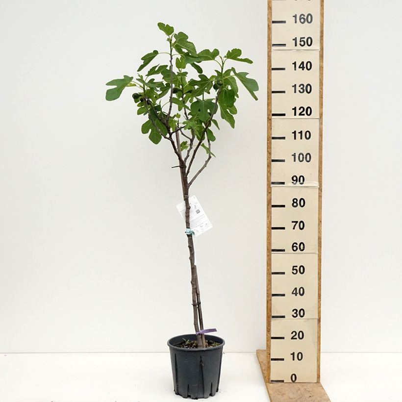 Spécimen de Figuier Brown Turkey Pot de 7,5L/10L, Demi-Tige tel que livré au printemps
