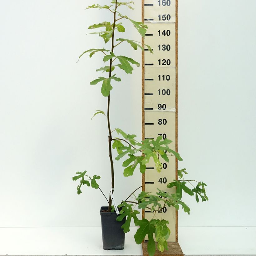 Spécimen de Figuier - Ficus carica Grise De Tarascon Pot de 4L/5L, Buisson tel que livré en été