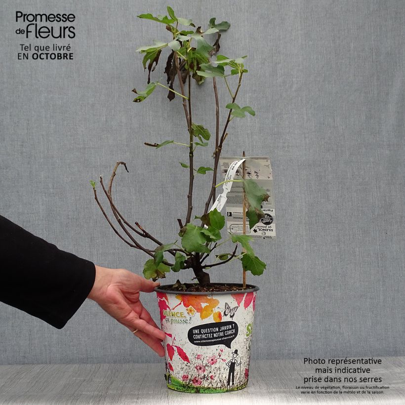 Spécimen de Figuier - Ficus carica Osborn's Prolific Pot de 4L/5L tel que livré en automne