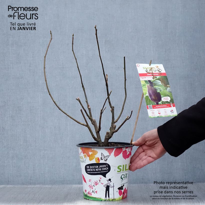 Spécimen de Figuier - Ficus carica Osborn's Prolific Pot de 4L/5L tel que livré en hiver