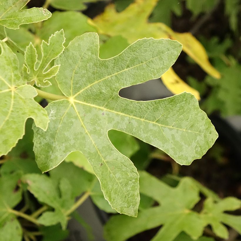 Figuier - Ficus carica Osborn's Prolific (Feuillage)