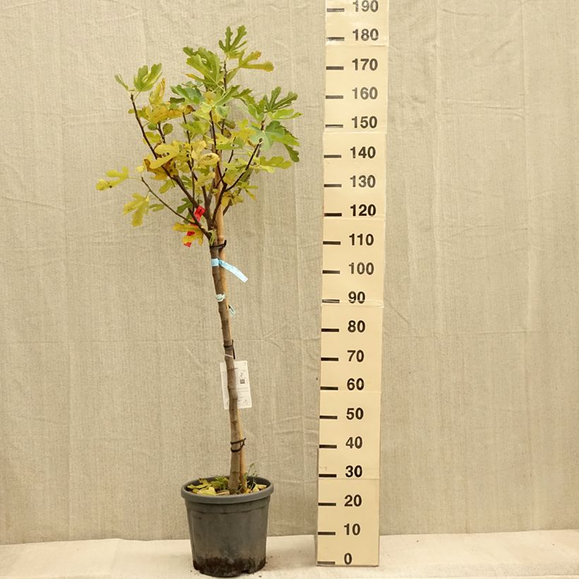 Spécimen de Figuier Ronde De Bordeaux - Ficus carica Pot de 7,5L/10L, Demi-Tige, Demi-tige tel que livré en automne