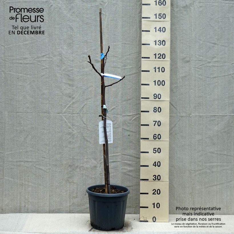 Spécimen de Figuier - Ficus carica Sultane Pot de 12L/15L, Demi-Tige tel que livré en hiver