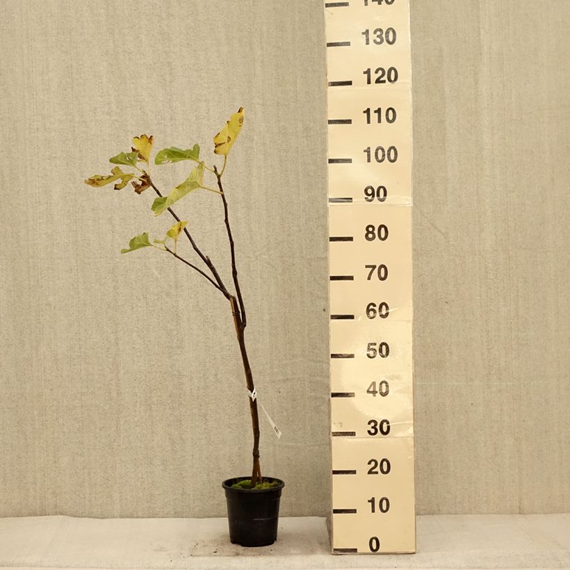 Spécimen de Figuier Firoma - Ficus carica Pot de 2L/3L, Touffe tel que livré en automne