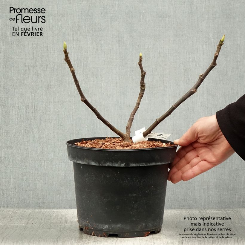 Spécimen de Figuier Goutte d'Or Pot de 2L/3L tel que livré en hiver