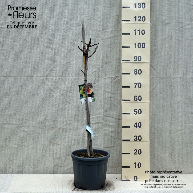 Spécimen de Figuier Goutte d'Or Pot de 7,5L/10L, Demi-Tige tel que livré en hiver