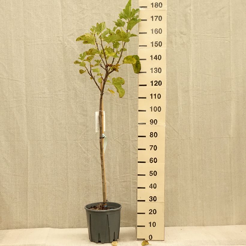 Spécimen de Figuier Grise de la St Jean - Grisette Pot de 12L/15L, Demi-Tige tel que livré en automne