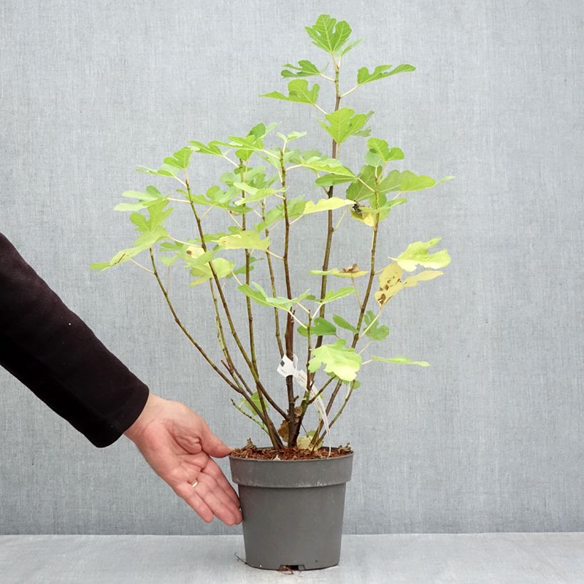 Spécimen de Figuier Gustis Ficcolino - Ficus carica Pot de 2L/3L, Buisson tel que livré en automne