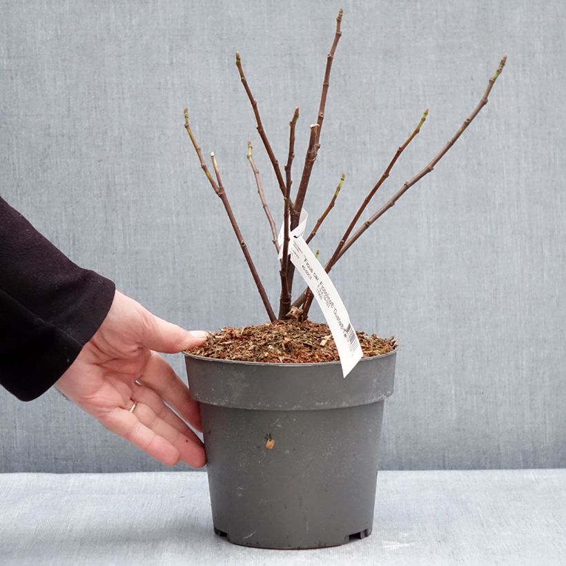 Spécimen de Figuier Gustis Ficcolino - Ficus carica Pot de 2L/3L, Buisson tel que livré en hiver