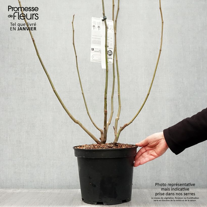 Spécimen de Figuier Icecrystal  Pot de 4L/5L, Buisson, Ramifié tel que livré en hiver