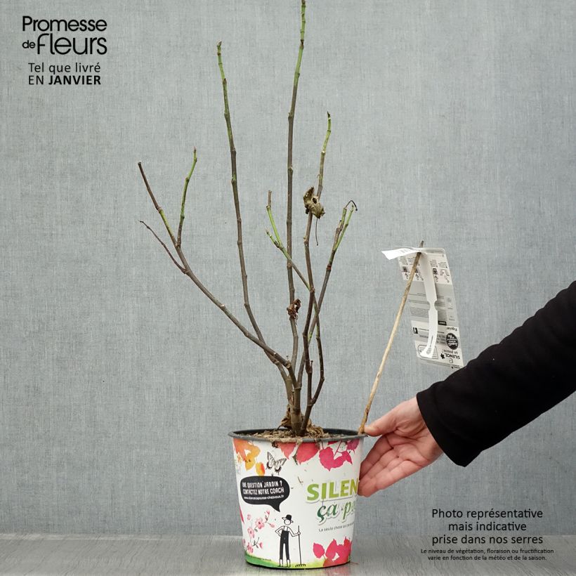 Spécimen de Figuier Jannot - Ficus carica  Pot de 4L/5L tel que livré en hiver