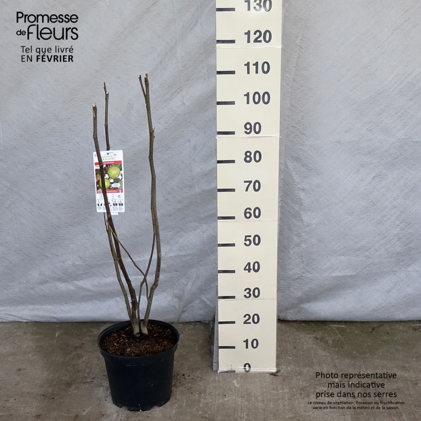 Spécimen de Figuier Jannot - Ficus carica  Pot de 7,5L/10L, Demi-Tige tel que livré en hiver