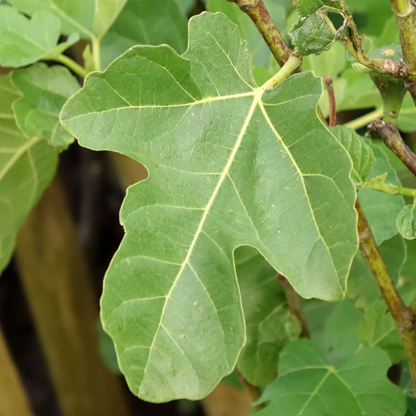 Figuier Jannot - Ficus carica (Feuillage)