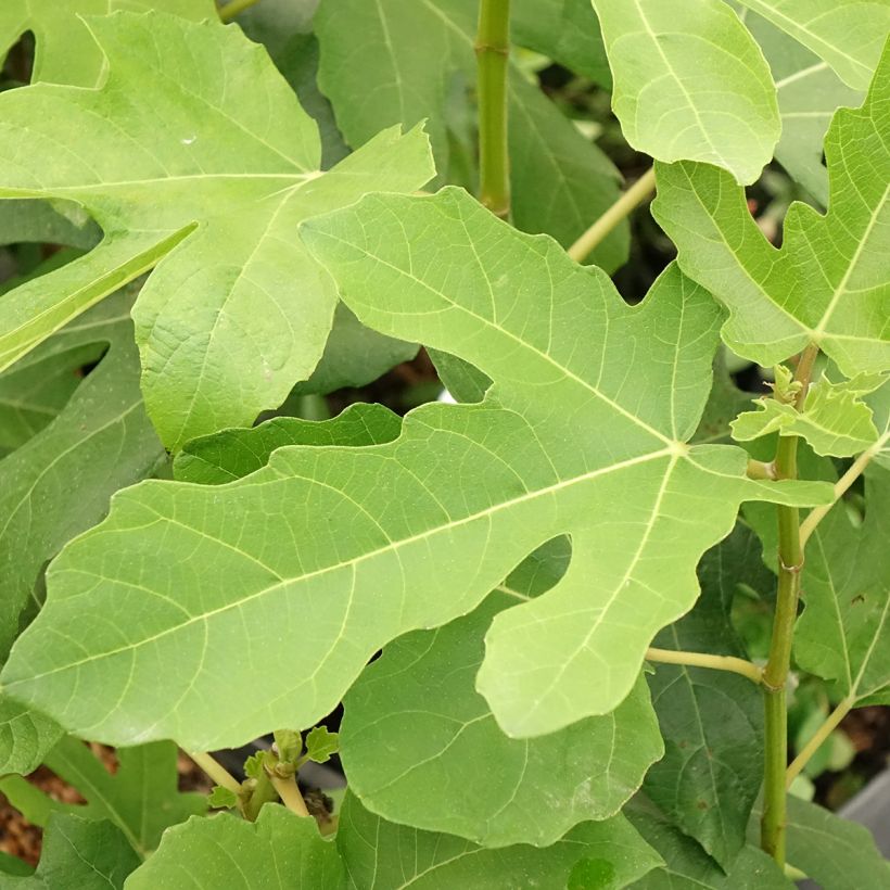 Figuier Jordan - Ficus carica (Feuillage)