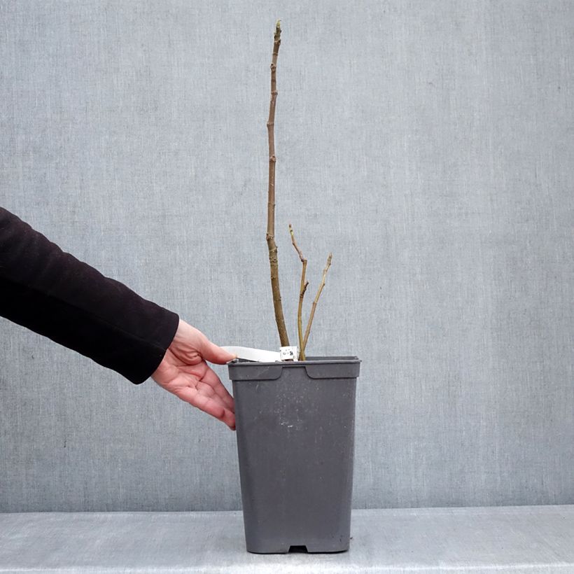 Spécimen de Figuier Kadota Pot de 4L/5L tel que livré en hiver