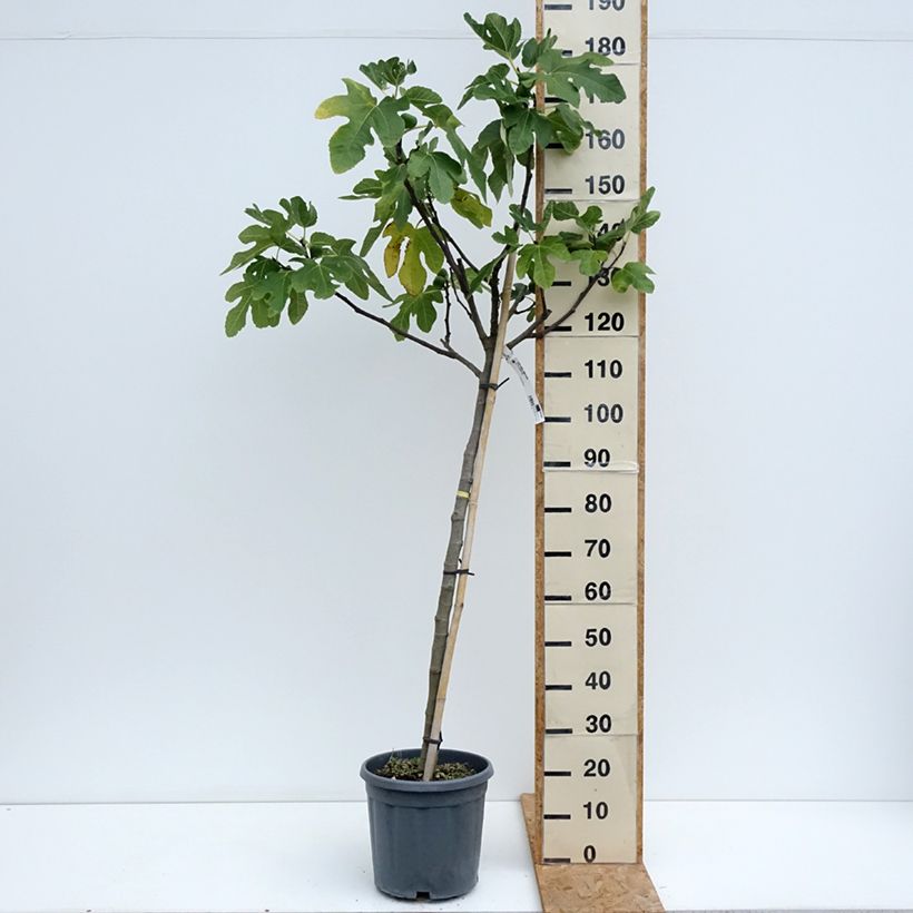 Spécimen de Figuier Longue d'Août Pot de 12L/15L, Demi-Tige tel que livré en été