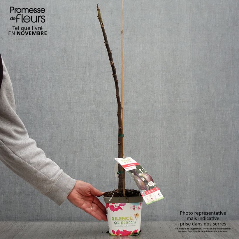 Spécimen de Figuier Madeleine des 2 saisons Pot de 2L/3L, Buisson tel que livré en automne