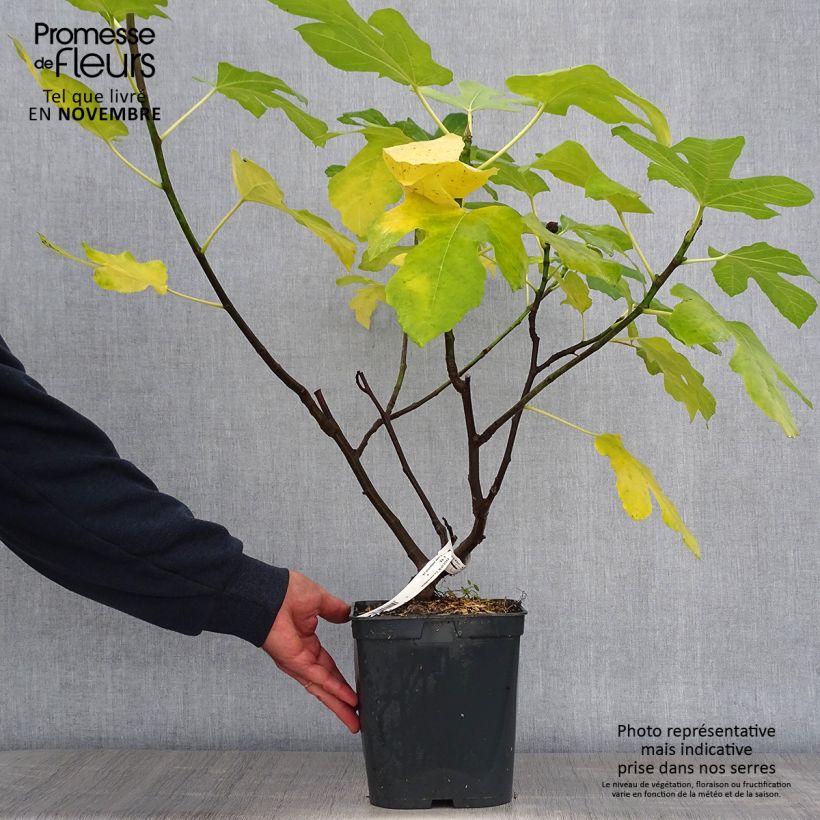 Spécimen de Figuier Marseillaise - Ficus carica    Pot de 4L/5L tel que livré en automne