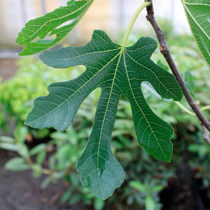 Figuier Marseillaise - Ficus carica (Feuillage)