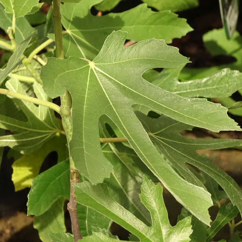 Figuier nain Figality - Ficus carica (Feuillage)