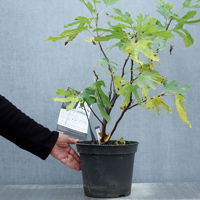 Spécimen de Figuier nain Figality - Ficus carica Pot de 7,5L/10L, Buisson tel que livré en automne