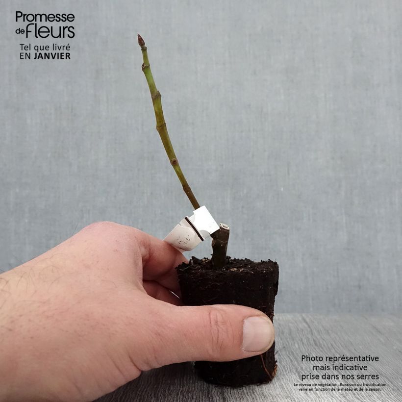 Spécimen de Figuier Noire de Bellone - Ficus carica Godet de 8/9 cm tel que livré en hiver