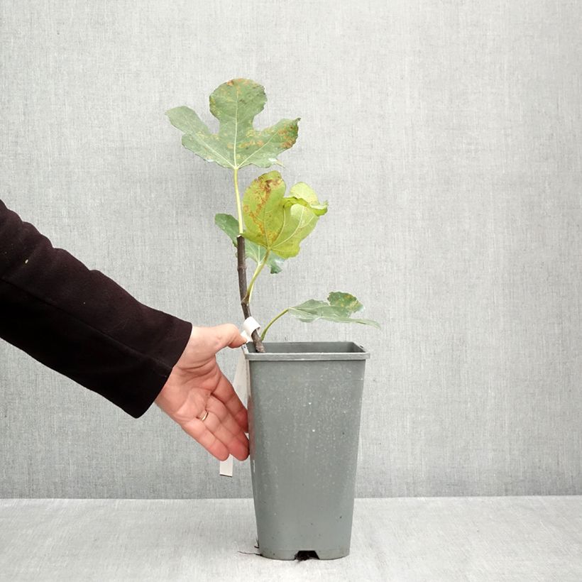 Spécimen de Figuier Noire de Bellone - Ficus carica Pot de 3L/4L, Buisson, Ramifié tel que livré en automne