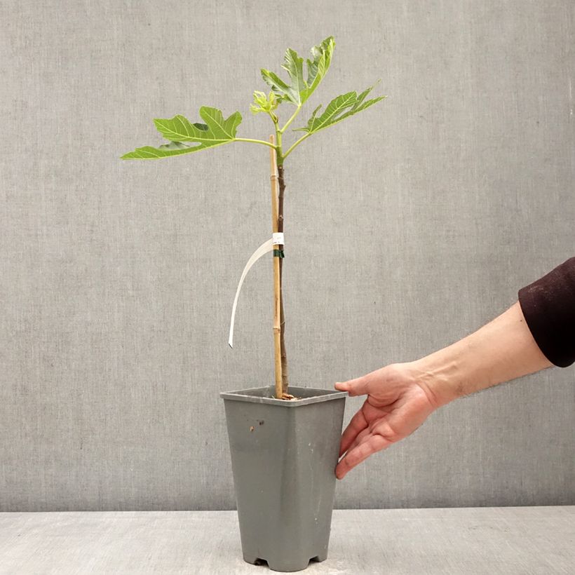 Spécimen de Figuier Noire de Bellone - Ficus carica Pot de 3L/4L, Buisson, Ramifié tel que livré au printemps