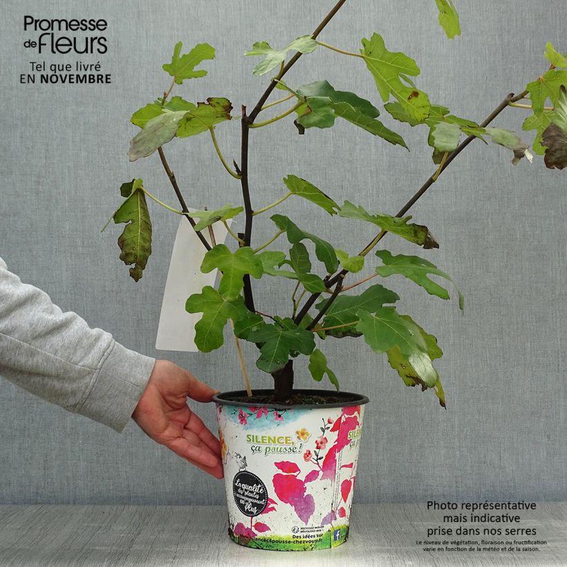 Spécimen de Figuier Noire de Caromb Pot de 4L/5L, Buisson tel que livré en automne