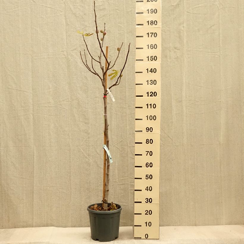 Spécimen de Figuier précoce de Dalmatie - Ficus carica Pot de 12L/15L, Demi-Tige tel que livré en automne