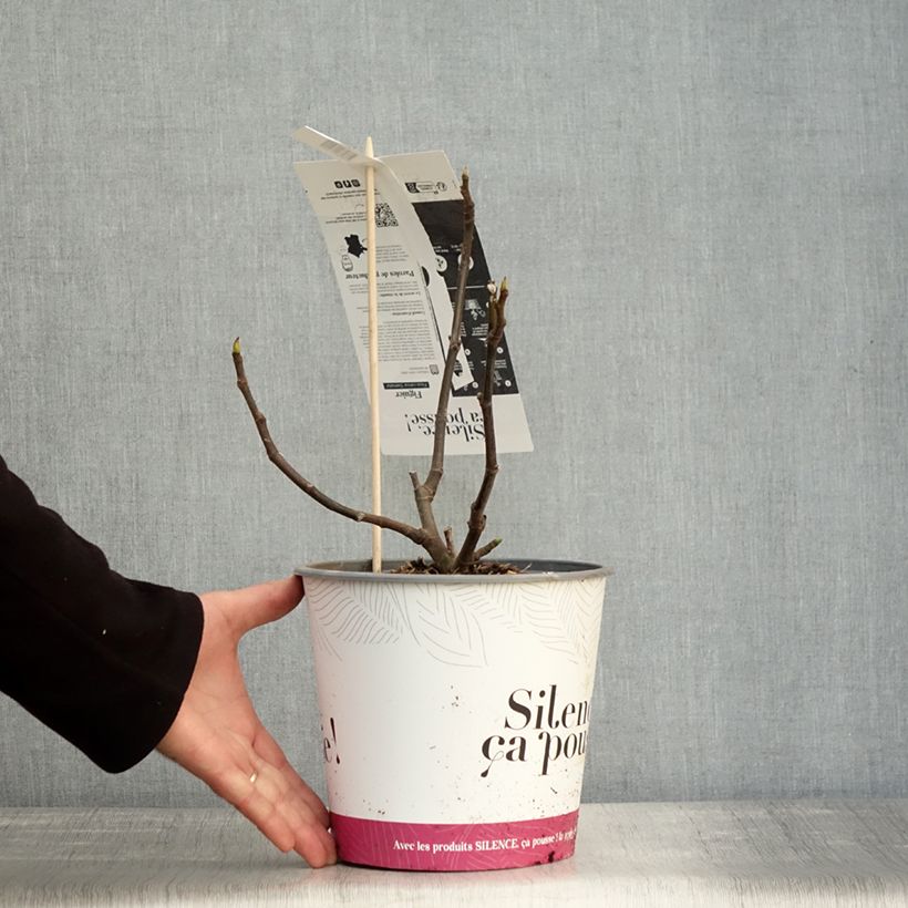 Spécimen de Figuier précoce de Dalmatie - Ficus carica Pot de 4L/5L, Buisson tel que livré en automne
