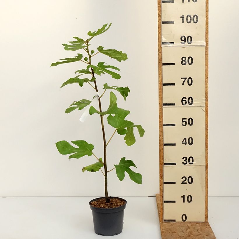 Spécimen de Figuier Ronde De Bordeaux - Ficus carica Pot de 2L/3L tel que livré en automne