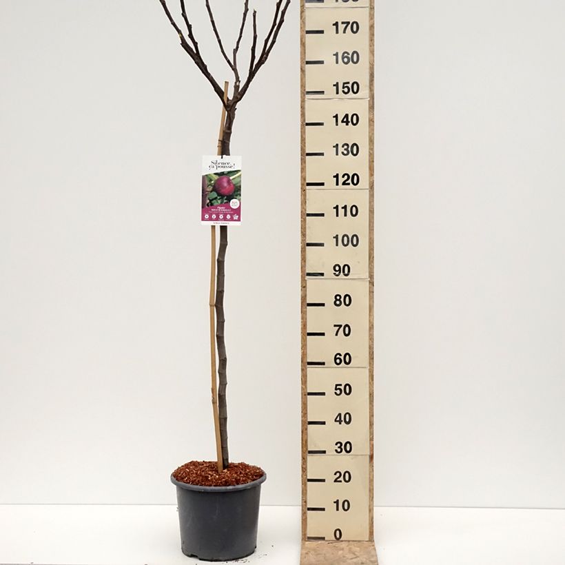 Spécimen de Figuier Rouge de Bordeaux - Pastilière Pot de 12L/15L, Demi-Tige tel que livré en hiver