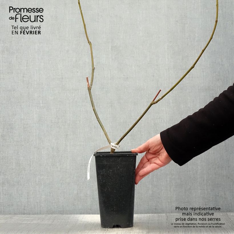 Spécimen de Figuier Rouge de Bordeaux - Pastilière Pot de 2L/3L tel que livré en hiver