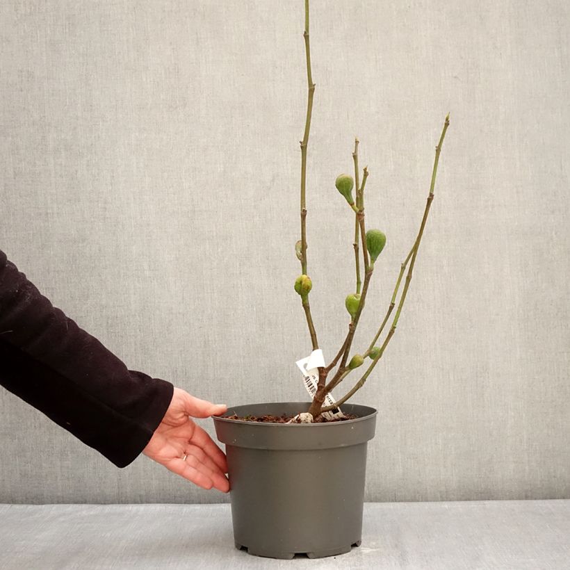 Spécimen de Figuier Terza - Ficus carica Pot de 4L/5L, Buisson, Ramifié tel que livré en hiver