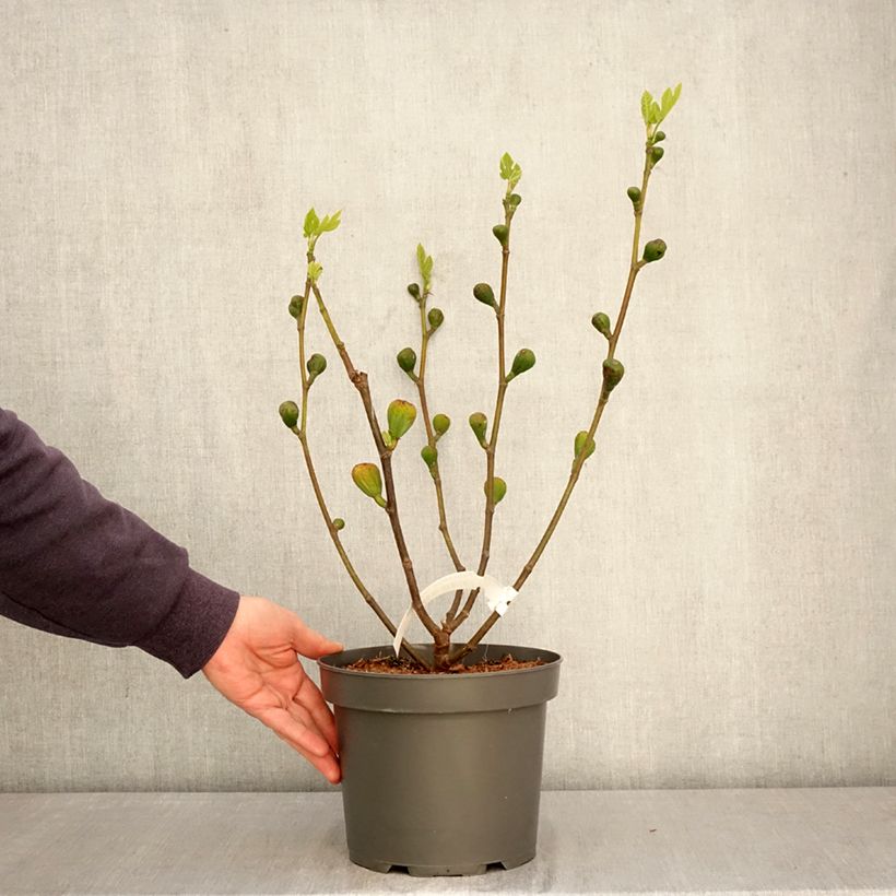 Spécimen de Figuier Terza - Ficus carica Pot de 4L/5L, Buisson, Ramifié tel que livré au printemps