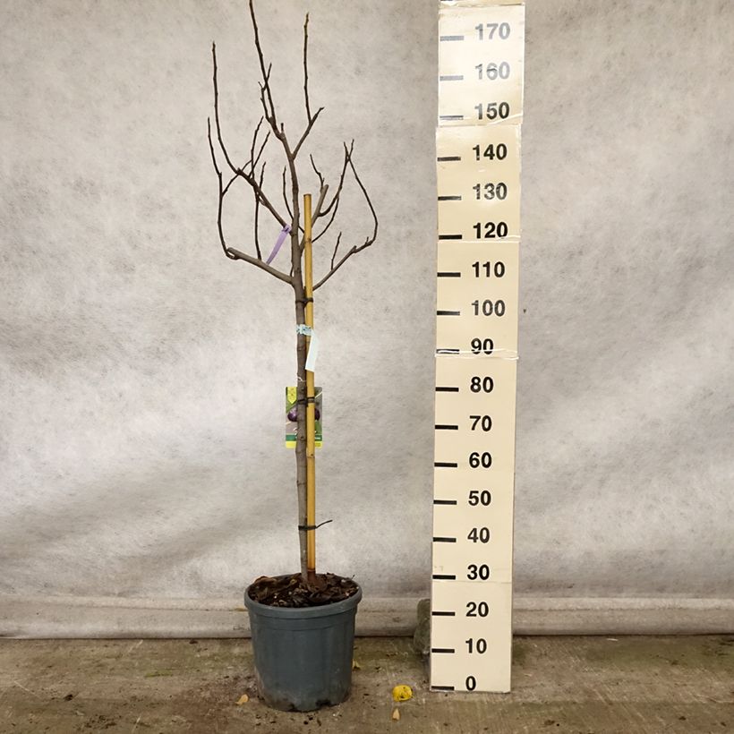 Spécimen de Figuier Violette Dauphine - Ficus carica Pot de 7,5L/10L, Demi-Tige tel que livré en automne