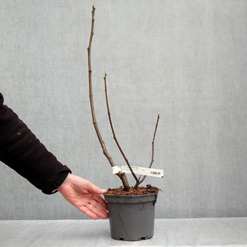 Spécimen de Figuier Violette de Sollies - Bourjassotte noire - Parisienne Pot de 3L/4L, Touffe tel que livré en automne