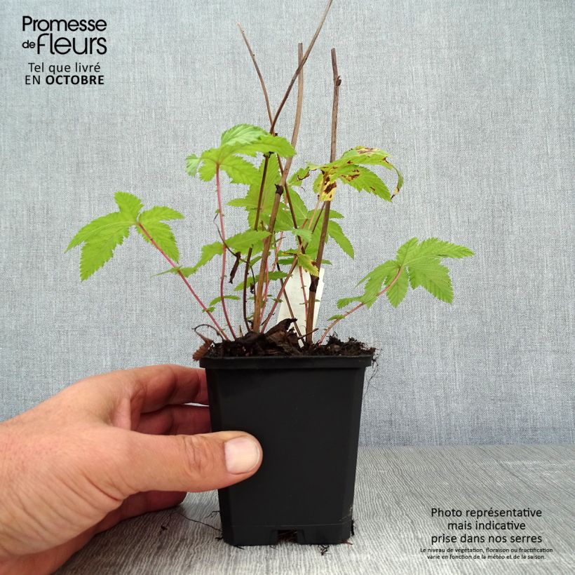 Spécimen de Filipendula palmata Nana - Filipendule palmée Godet de 8/9 cm tel que livré en automne