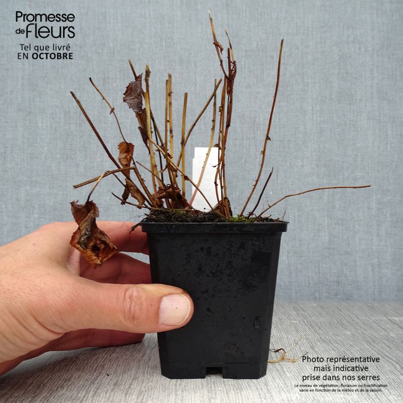 Spécimen de Filipendula purpurea Elegans, Reine des prés Godet de 8/9 cm tel que livré en automne