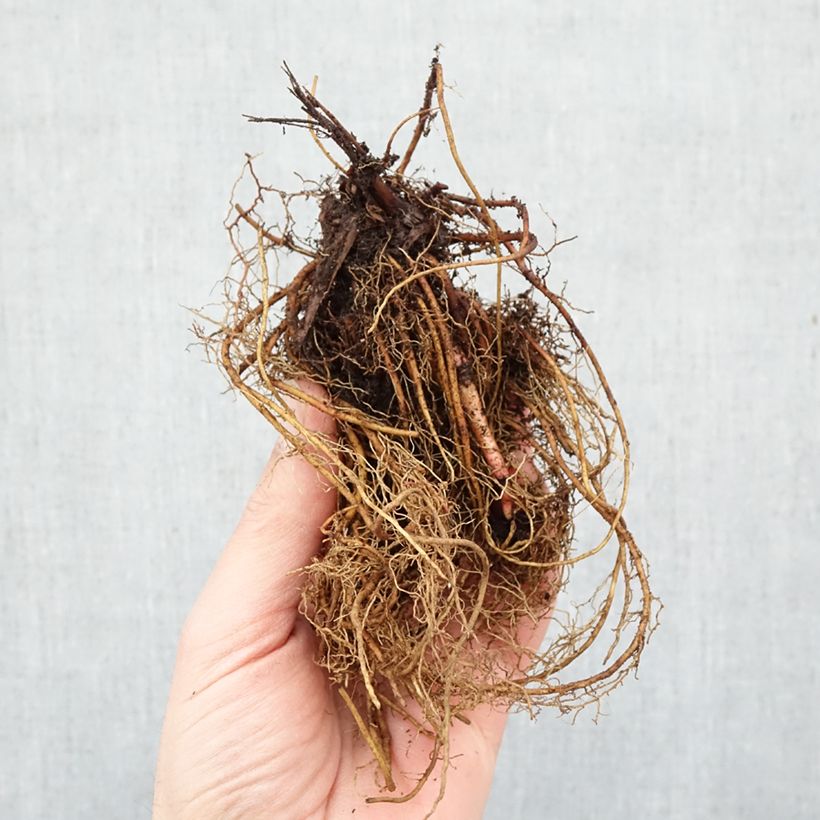 Spécimen de Filipendula rubra Venusta - Reine des prés Racines nues tel que livré en hiver